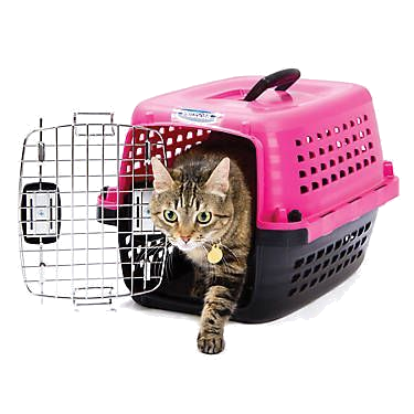 Top loader cat carrier