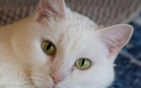 Snowball