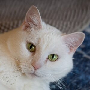 Snowball