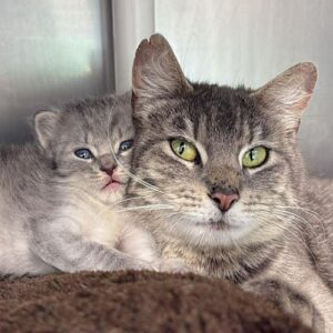 Reign and Sage