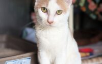 Oliver