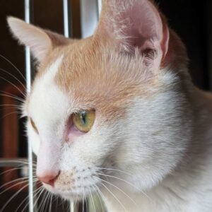 Oliver Oliver