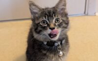 Bolt-Adopted