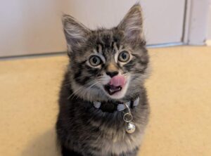 Bolt-Adopted Bolt-Adopted