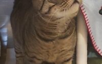 Giaco (Jocko)