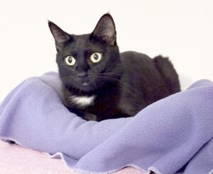 Sable Sable