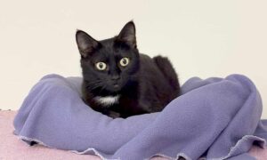 Sable Sable