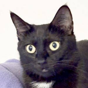Sable Sable