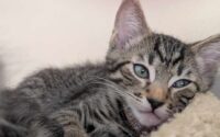 Thunder - Adopted