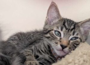 Thunder - Adopted