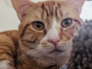 Simba