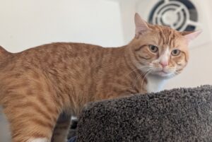 Simba