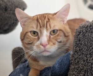Simba